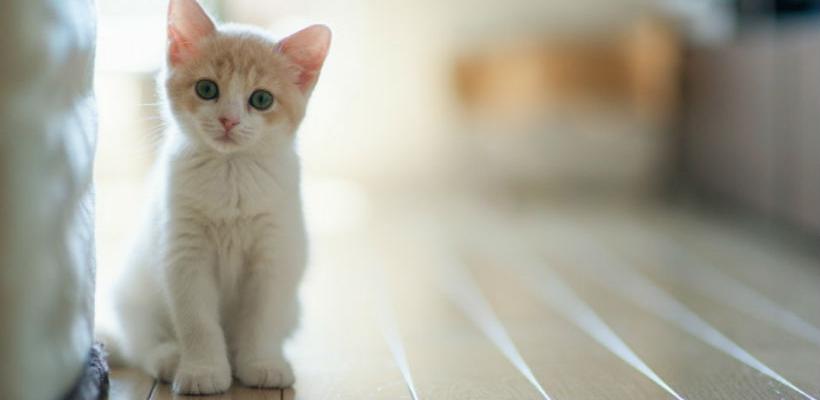 Mačke vole ljude više od hrane i umjetnih miševa