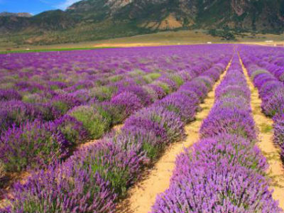 Prekogranična saradnja u podizanju zasada ljekovitog i aromatičnog bilja