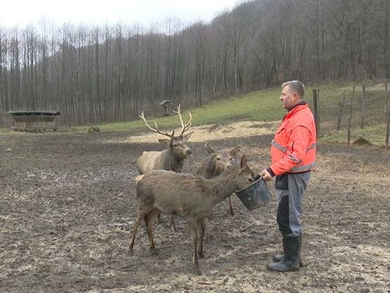 Neobična farma kod Ključa: Alpski jeleni u grmečkim šumama