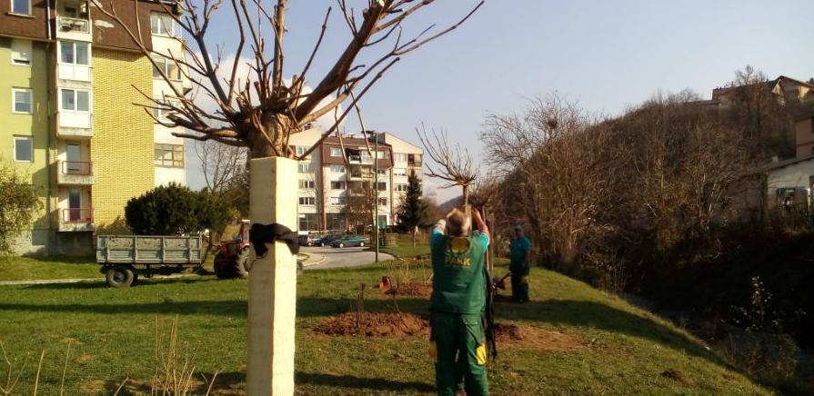 Nova stabla i ukrasno grmlje u sarajevskim parkovima