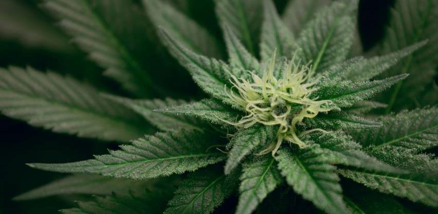 marihuana