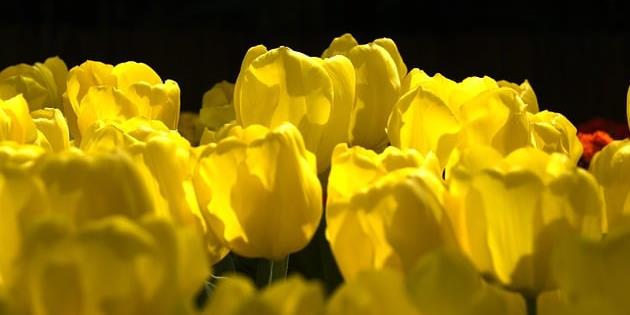 tulipani