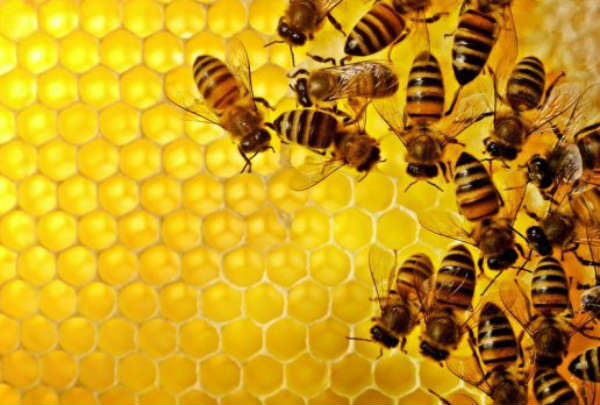 Seminar o održivoj primjeni biljnih pesticida sa aspekta zaštite pčela