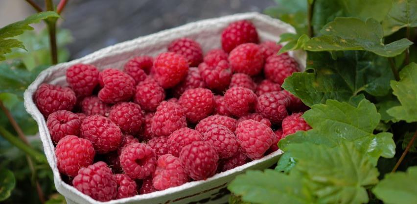 Maline