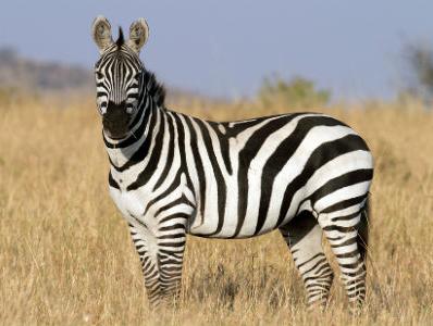 Zašto zebre imaju pruge?