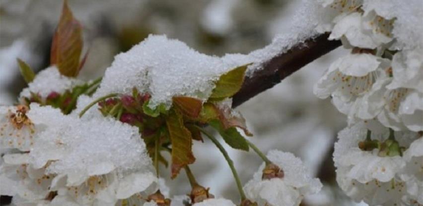 Mraz najviše štete pričinio zasadima kruške i šljive