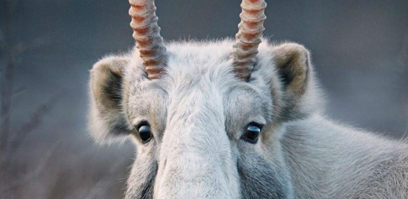 Viđena rijetka vrsta antilope