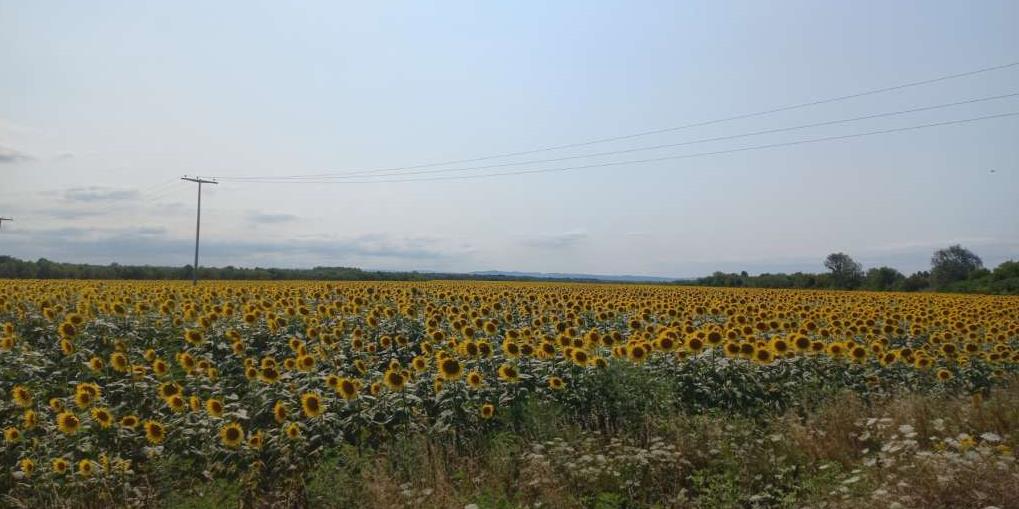 Suncokret