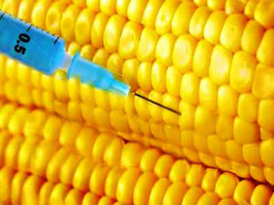Članice EU same će odlučivati o GMO