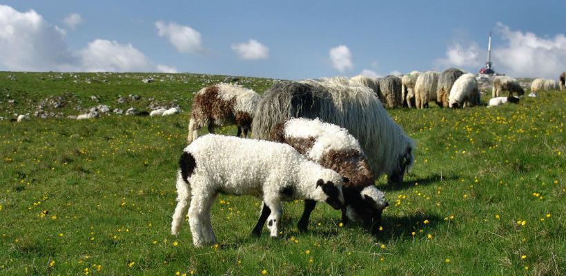 Vlašićki ovčari čuvaju višedecenijsku tradiciju