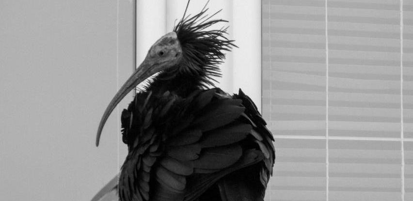 ćelavi ibis