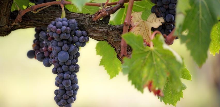 Vinogradari u Hercegovini očekuju dobar rod grožđa