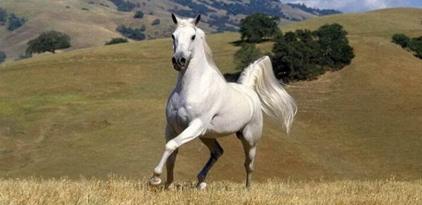 lipicaner