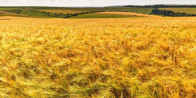 ruralni razvoj