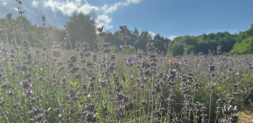 Lavanda