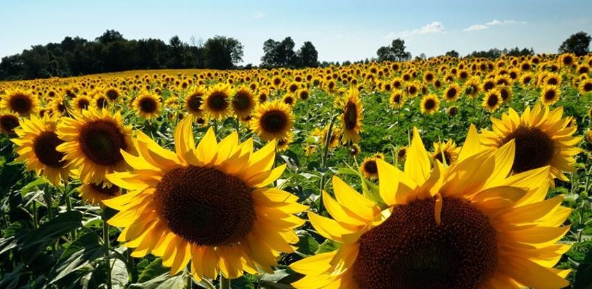 suncokret 