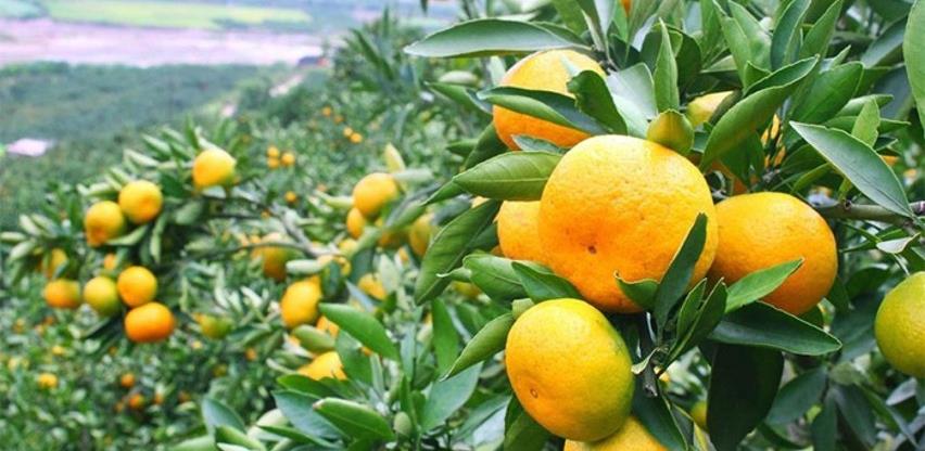mandarina