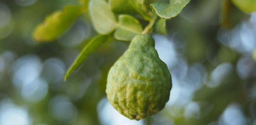 Bergamot