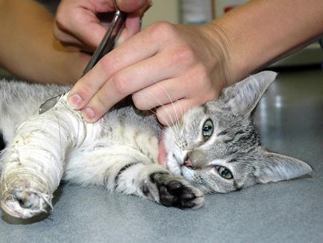 Spisak veterinarskih stanica na području Zeničko-dobojskog kantona