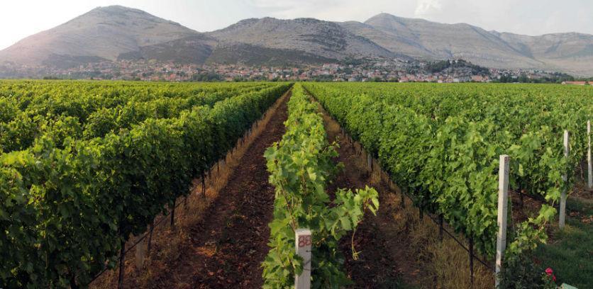 Vinograd