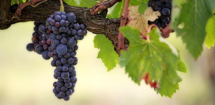 Vino iz Sanskog Mosta našlo put i do Austrije