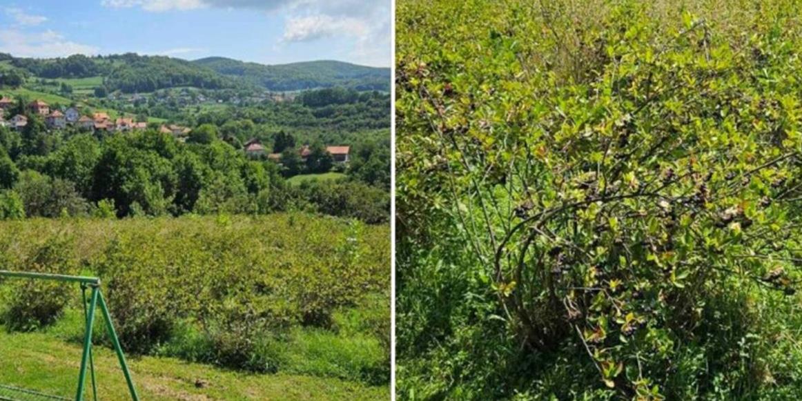 Plantaža