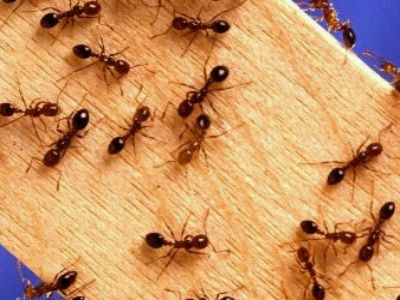 Mravi imaju osjećaj za higijenu i zahode 
