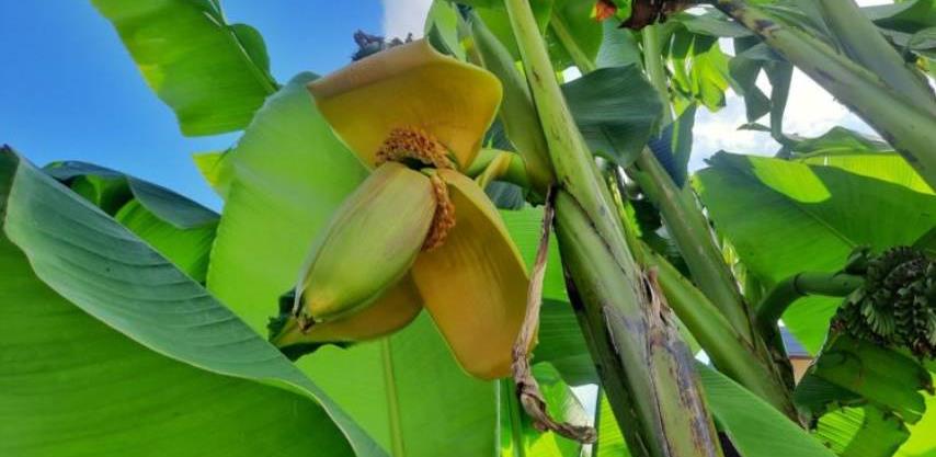 banana