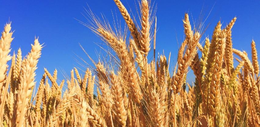 Visoka temperatura smanjiće prinose i kvalitet žitarica