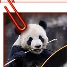 Hao Hao i Xing Hui na "Pandastičnom putovanju" sa DHL-om 