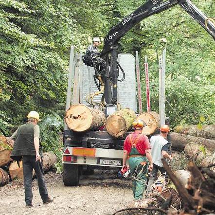 Veća proizvodnja i prodaja šumskih sortimenata u RS-u