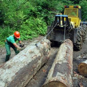 Šume Srpske dužne oko 10 miliona maraka