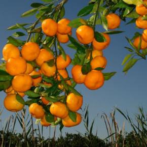 Europska komisija pomogla proizvođačima mandarina