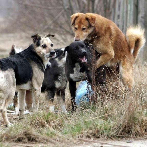 Rumunija dobila zakon kojim se dopušta eutanazija pasa lutalica