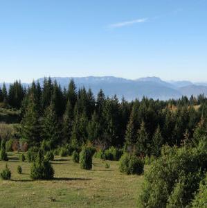 Proizvodnja šumskih sortimenata u BiH prošle godine veća za 3,2 posto