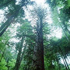 Preporuka eKapije: Nacionalni park Sutjeska - doživite čari prašume usred Bosne
