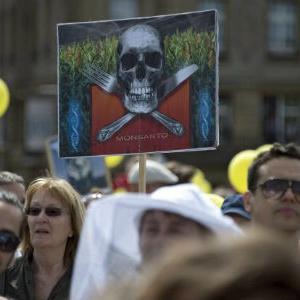 Zastupnici EP-a protiv GMO kukuruza i karanfila