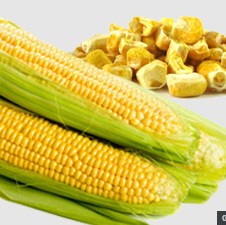 Bez dogovora o komercijalizaciji GMO kukuruza u EU