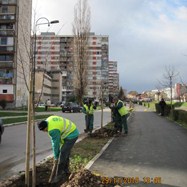 Nova aleja lipa u Novom Sarajevu