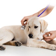 Ured za veterinarstvo BiH priprema pravilnike kojim se preuzimaju propisi EU