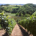 Banja Luka: Večeras prezentacija projekta o razvoju vinogradarstva u RS-u