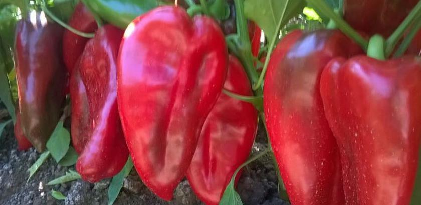 Crvena paprika
