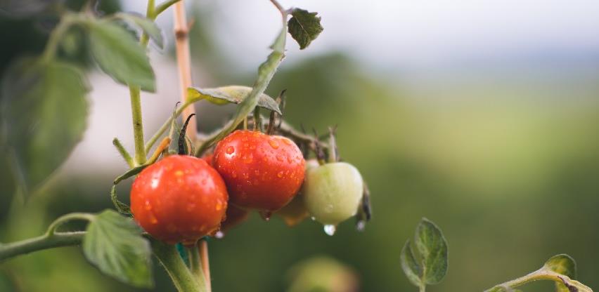 Formirana Grupacija organskih proizvođača u RS