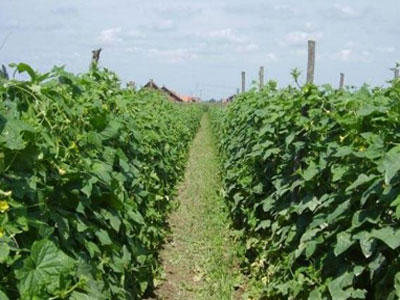 Prezentacija na temu proizvodnje i otkupa krastavca kornišona