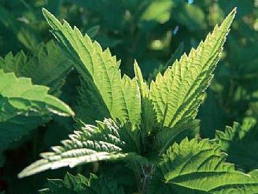 Okončan projekt "Podrška Upravi BiH za zaštitu zdravlja bilja"