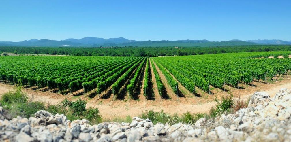 vinograd