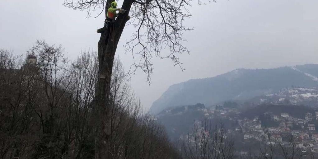 tabija stabla