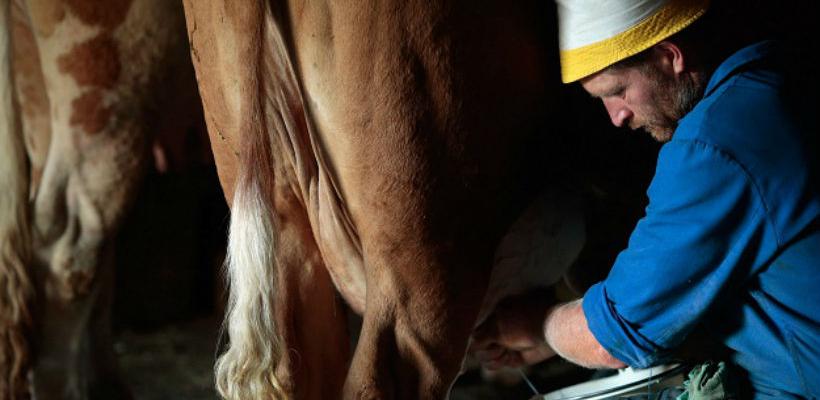 Na području Sanskog Mosta manje farmera, a više mlijeka