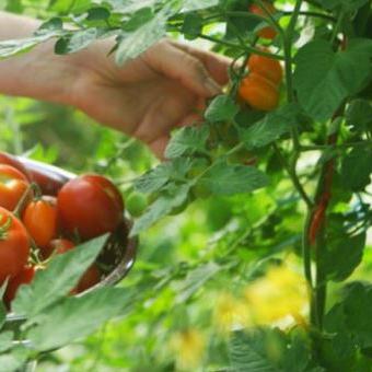 Međunarodna konferencija: Stanje i perspektive organske proizvodnje u BiH