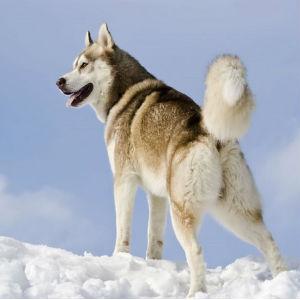 Kako je sibirski haski postao šampion psećih zaprega